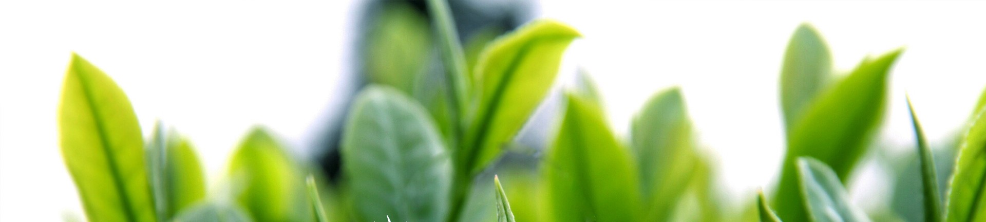 全讯800cc大白菜-全讯600cc大白菜官网 